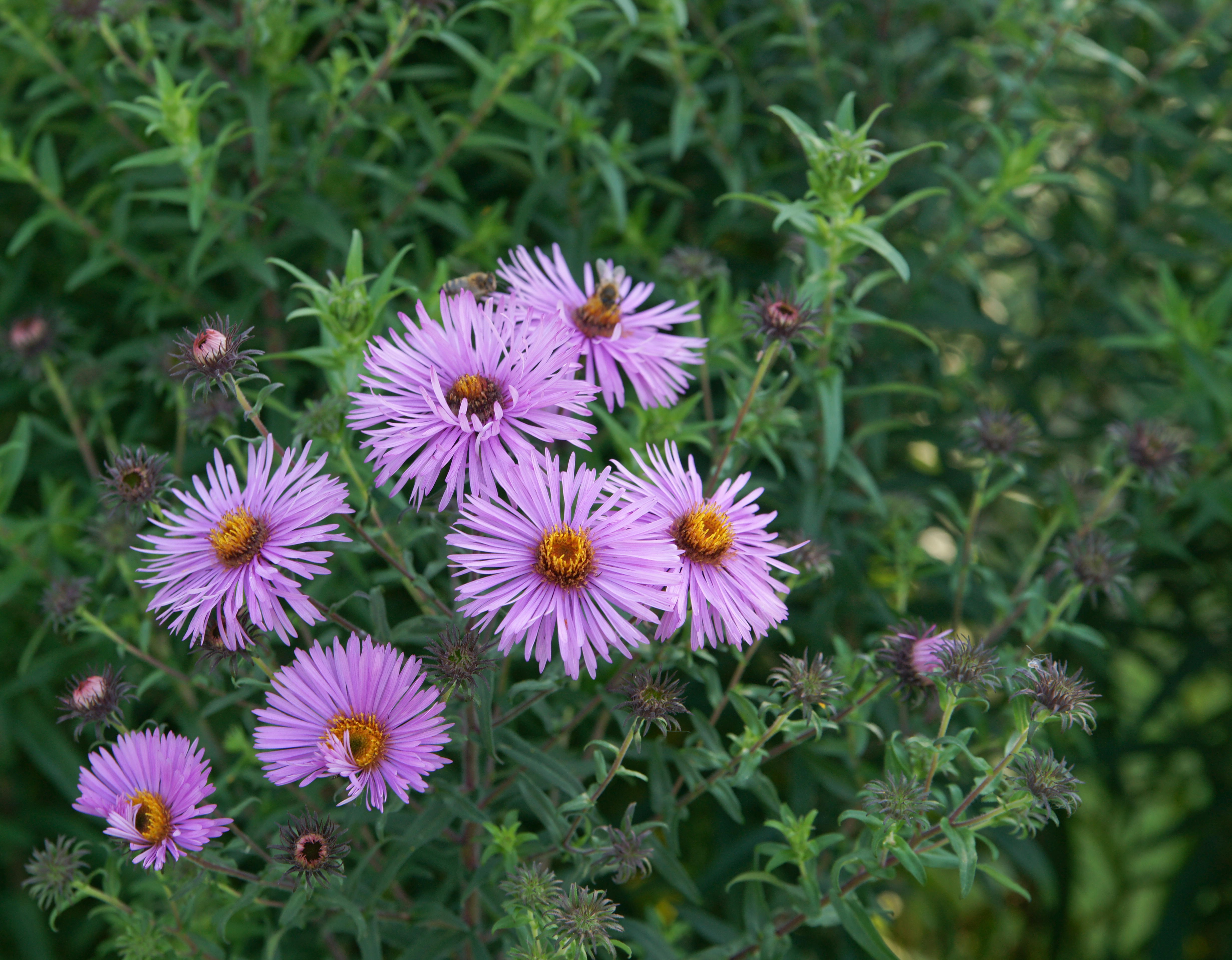 New England aster